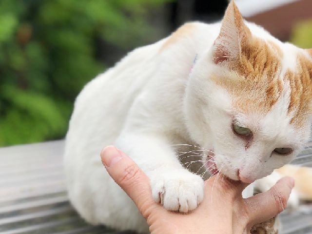 猫に噛まれたらまずは徹底的に洗い流せ！小さな傷でも危険な理由