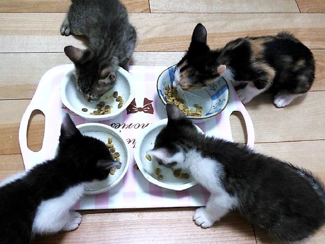 子猫の食事