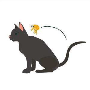 猫のノミダニ駆虫薬は何が良いの？おすすめはフロントライン？