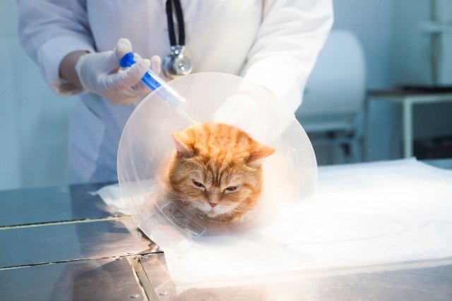 猫風邪の症状と原因は？ワクチンで予防できる？引いちゃったらどうする？