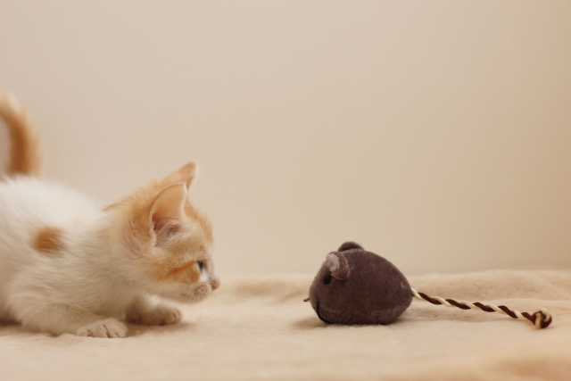 ネズミのおもちゃと子猫