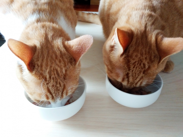 猫の食餌