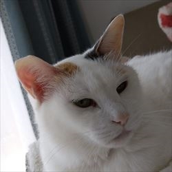 ホリスティックレセピー猫用ドライフードの口コミとレビュー