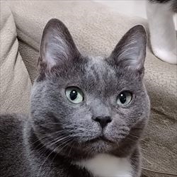 ホリスティックレセピー猫用ドライフードの口コミとレビュー