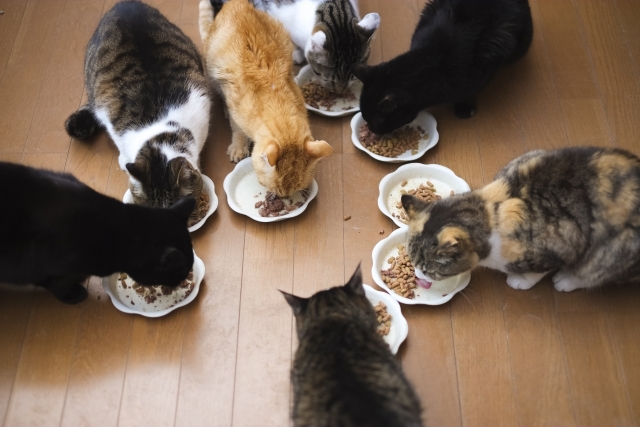 猫の食餌風景