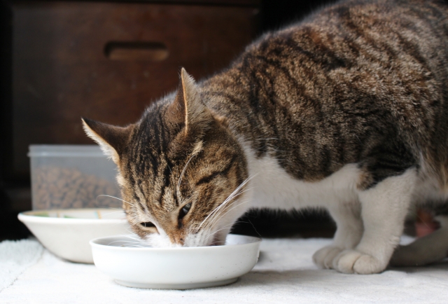 食事する猫